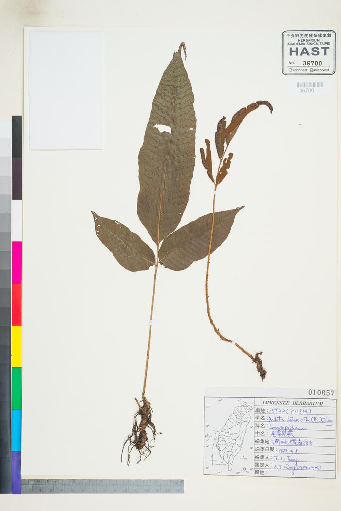<Unit #96350 Wang, Bi-Jao | 王弼昭 | 15922:: | Bolbitis heteroclita (C. Presl) Ching>