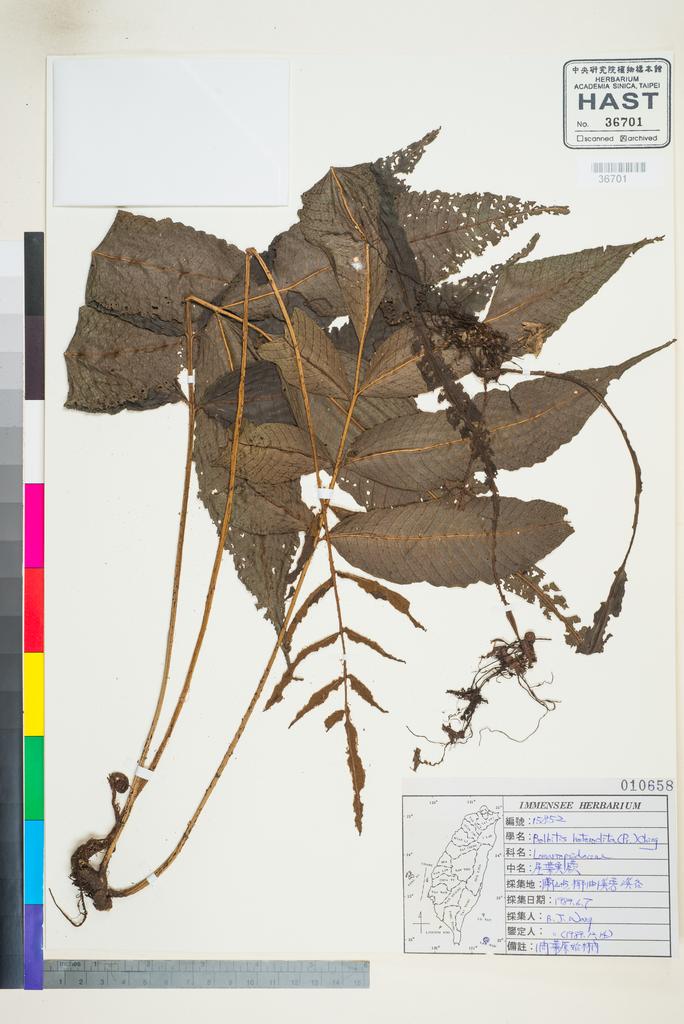 <Unit #96349 Wang, Bi-Jao | 王弼昭 | 15852:: | Bolbitis heteroclita (C. Presl) Ching>