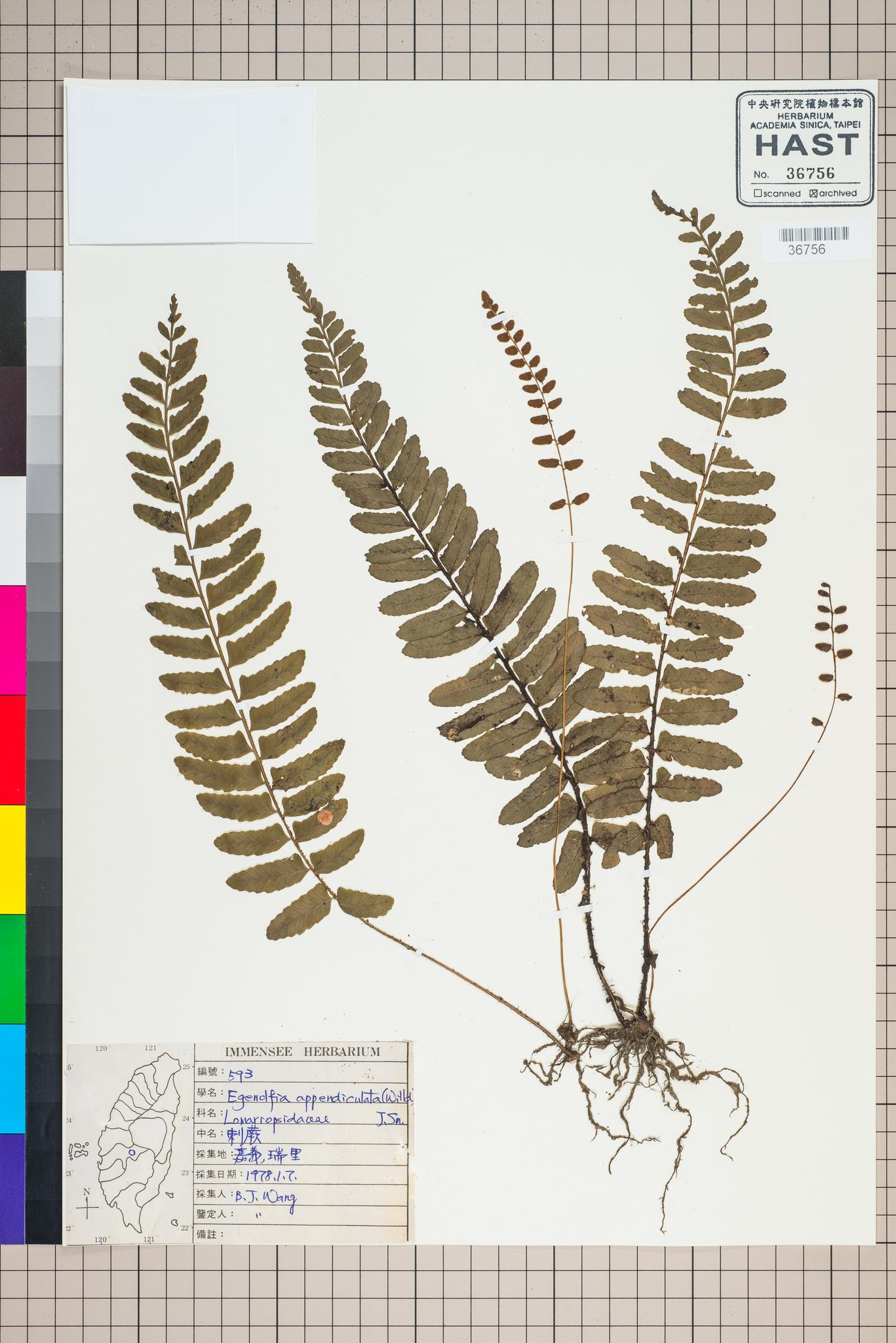 Sample image for viewer