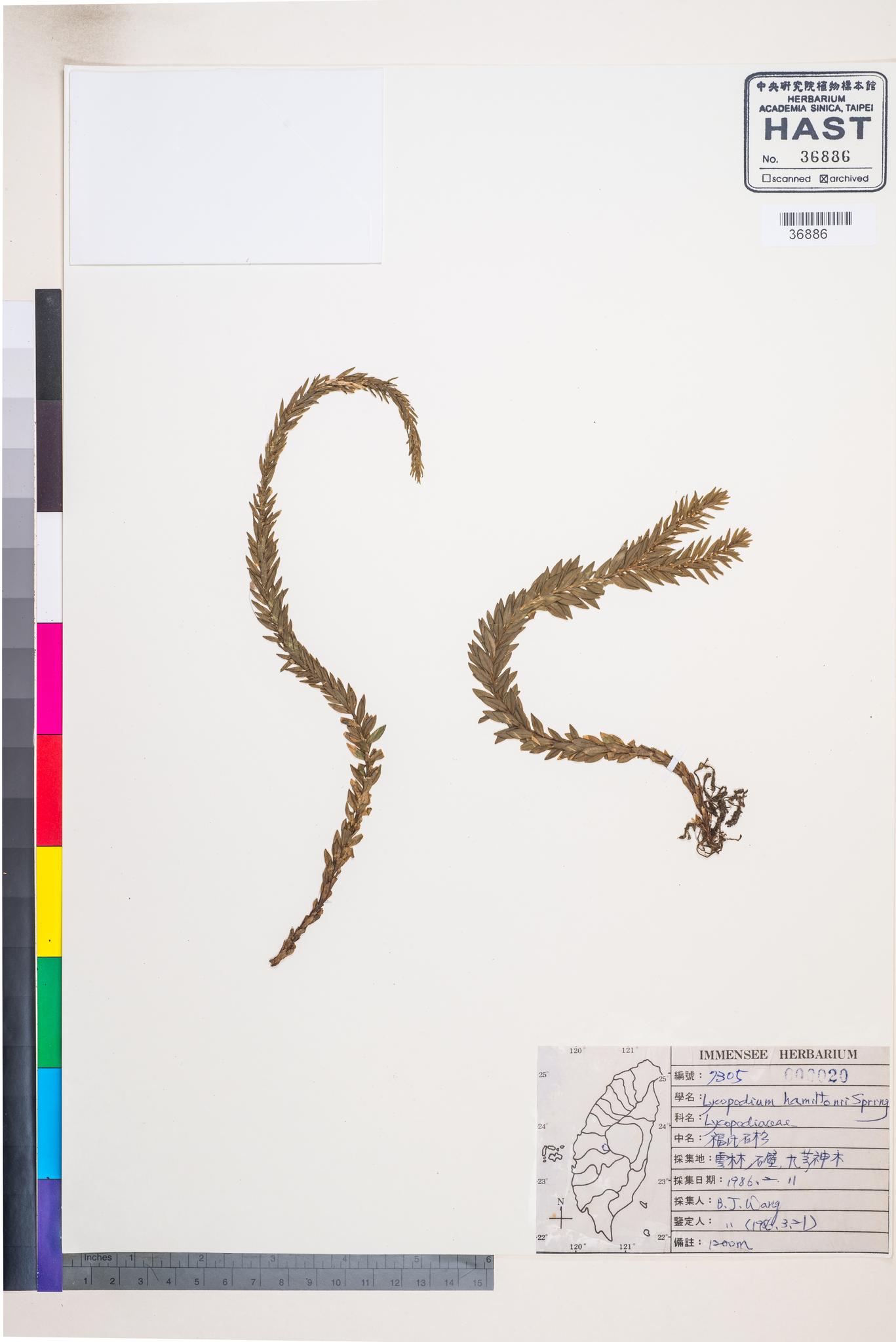 Sample image for viewer