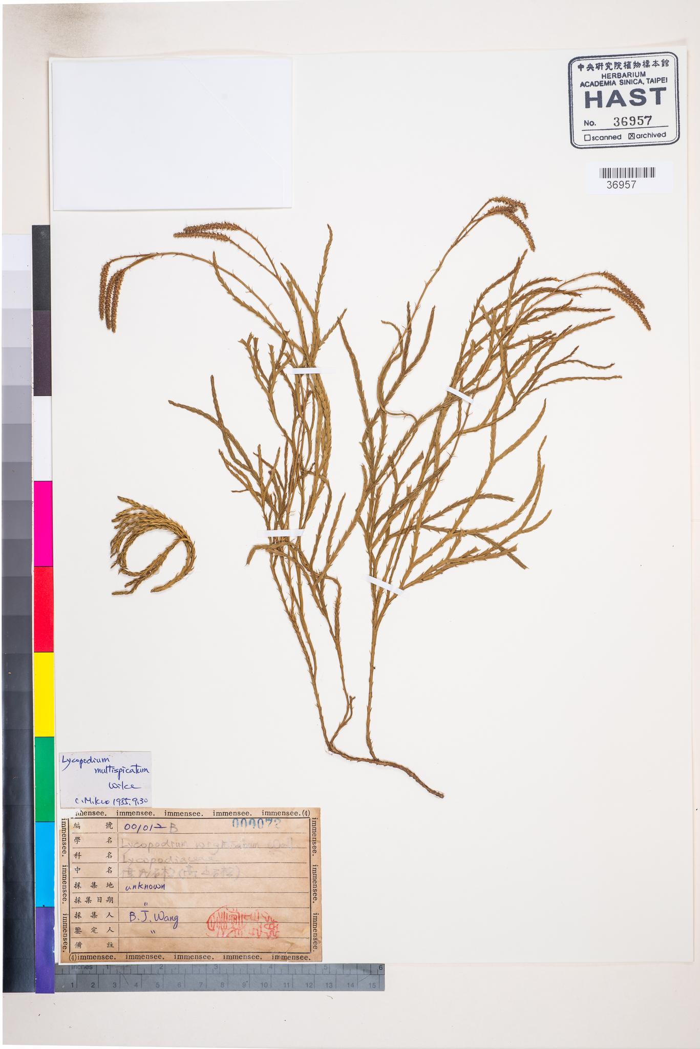 Sample image for viewer