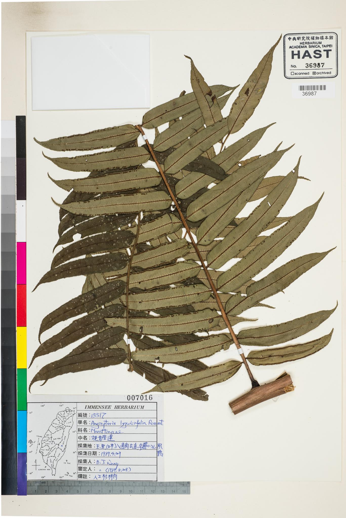 Sample image for viewer