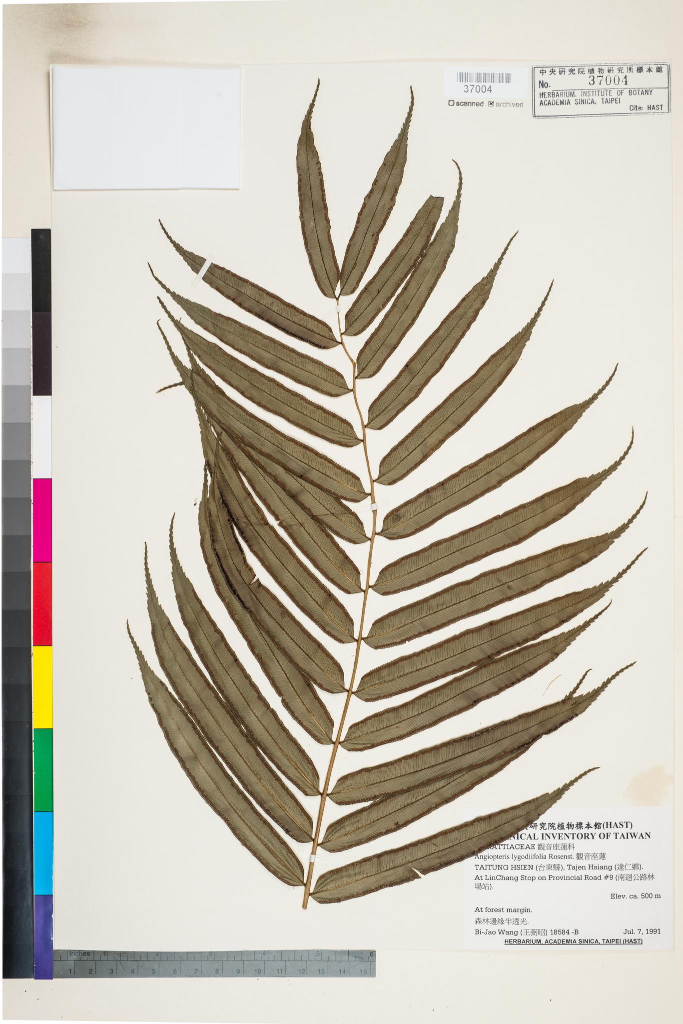 Sample image for viewer