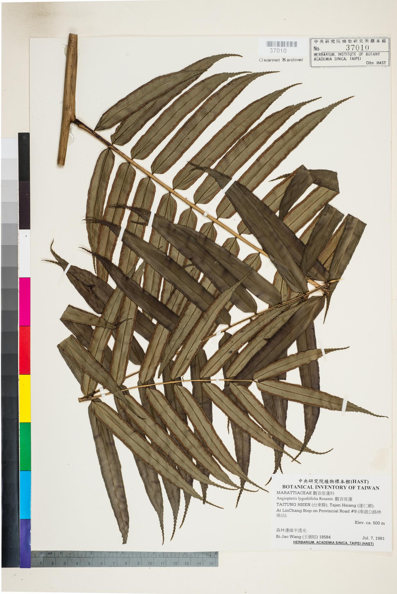 Sample image for viewer