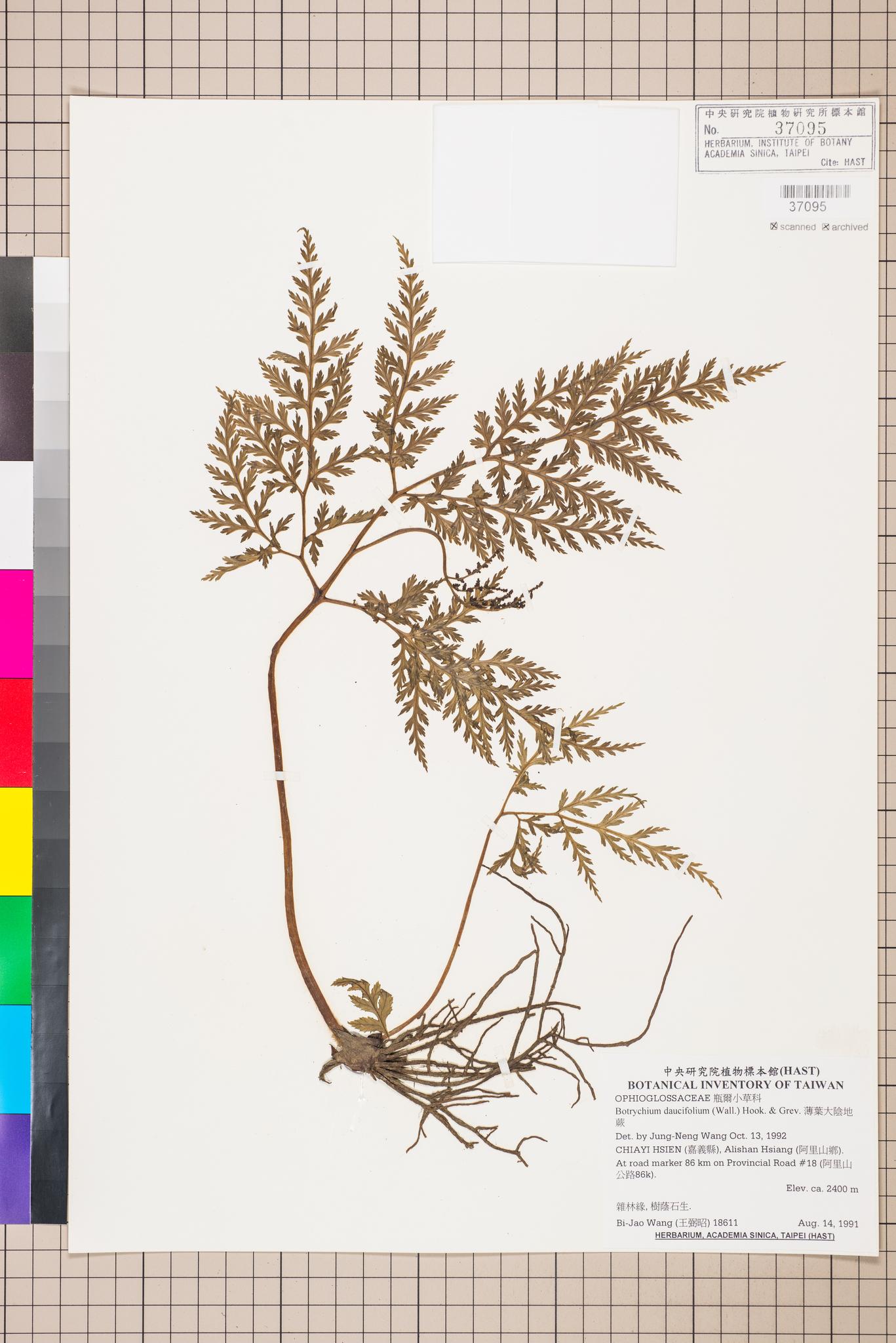 Sample image for viewer