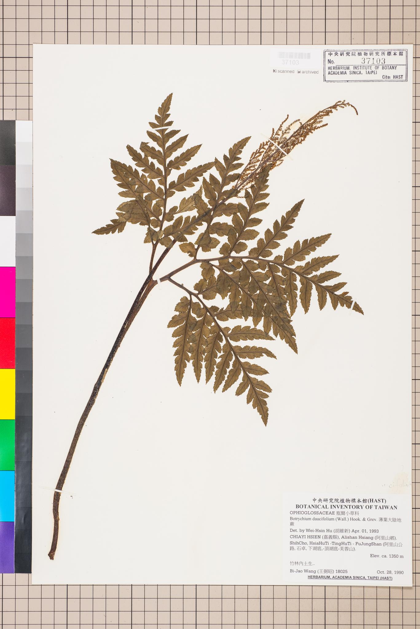 Sample image for viewer