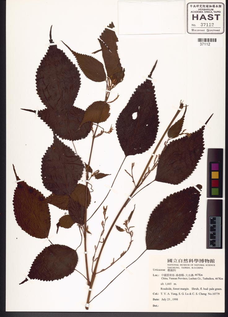 <Unit #100351 T. Y. Aleck Yang  & S. G. Lu | 10779:: | URTICACEAE>
