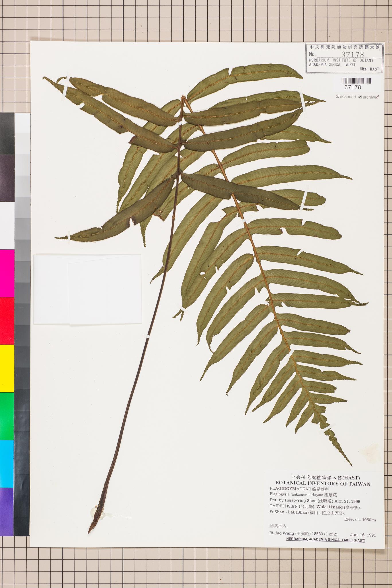 Sample image for viewer