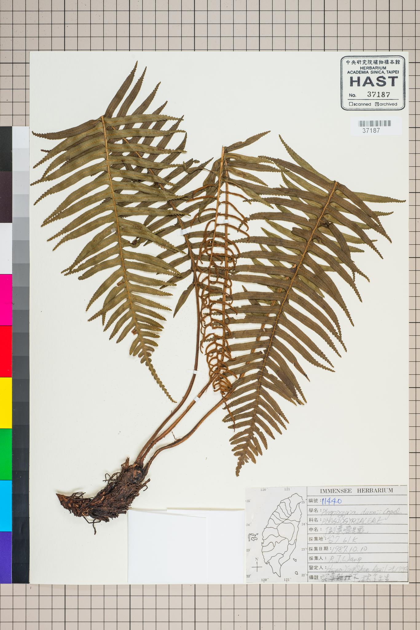 Sample image for viewer