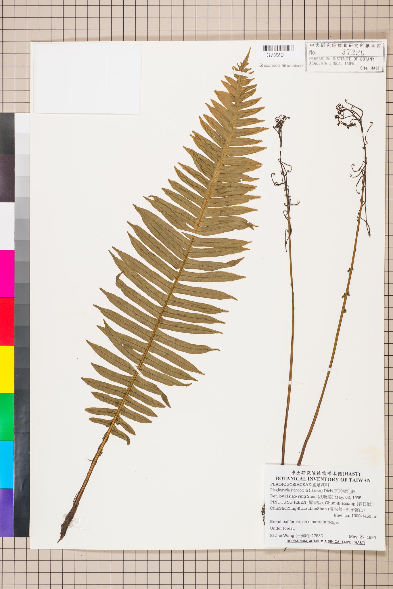 Sample image for viewer