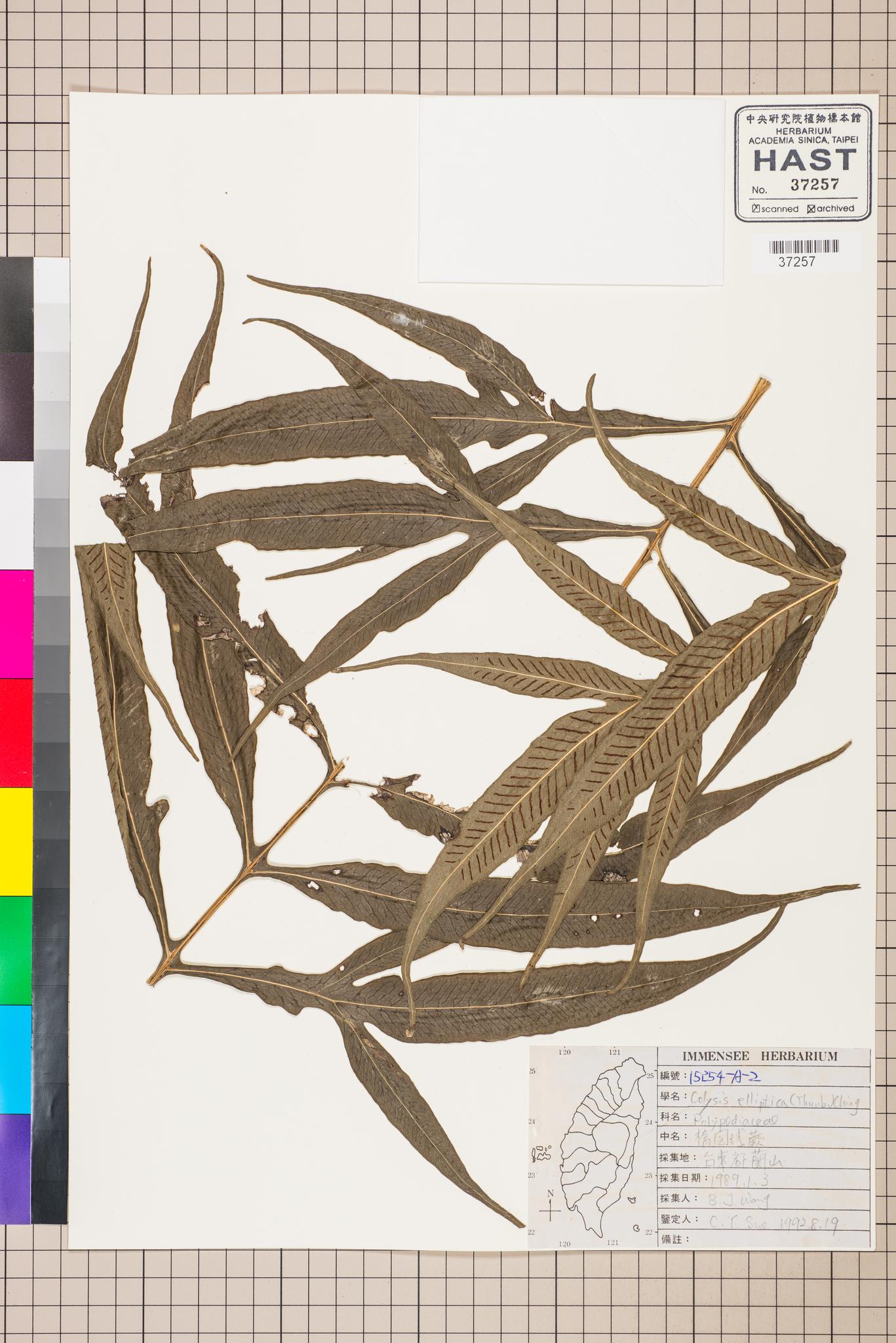 Sample image for viewer