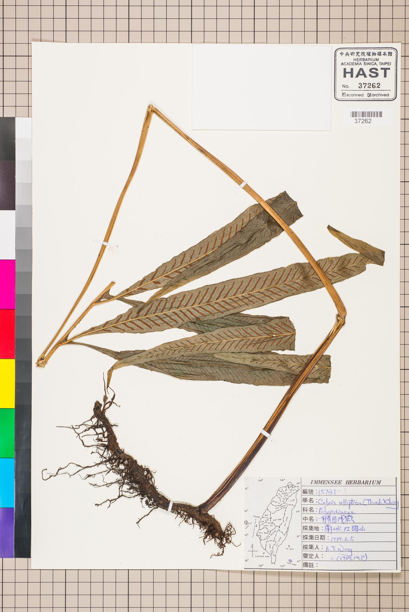 Sample image for viewer