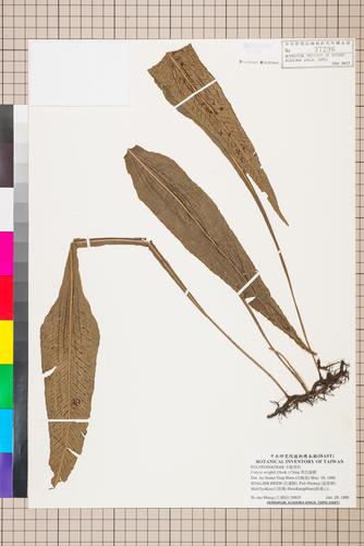 Colysis wrightii (Hook.) Ching