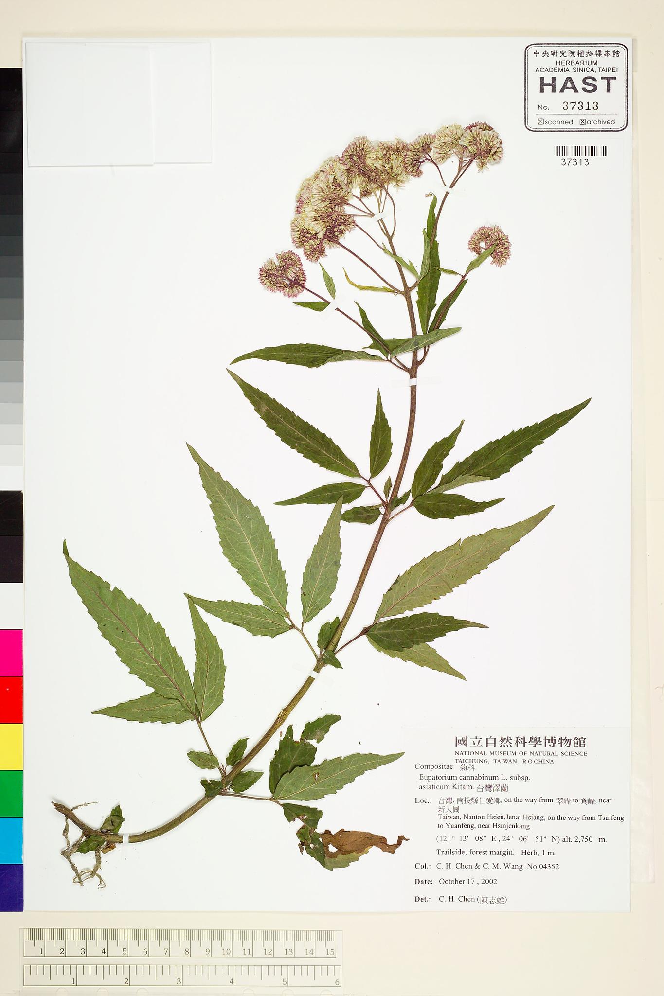 Sample image for viewer