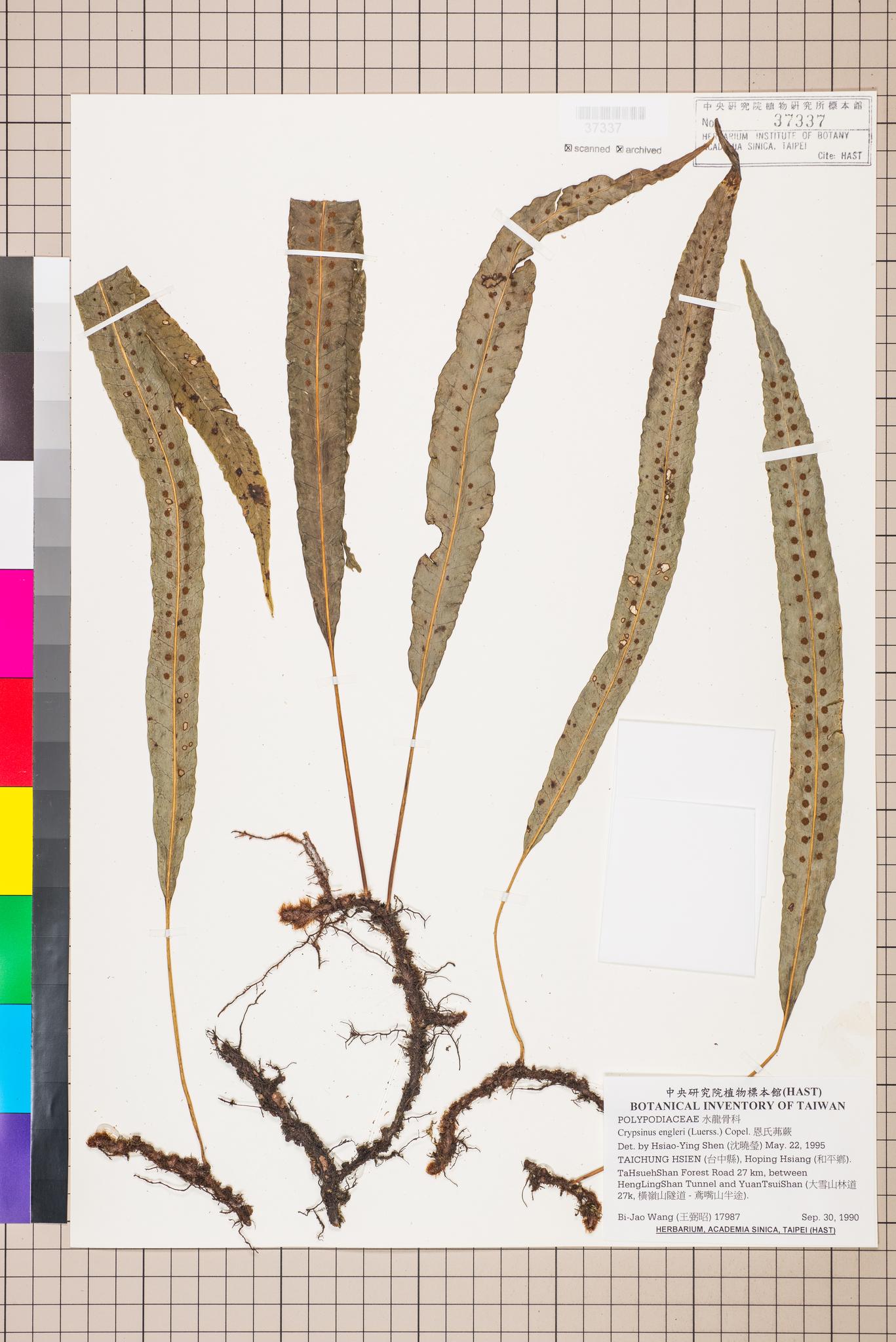 Sample image for viewer