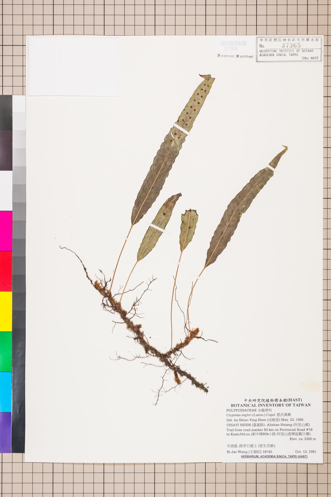 Sample image for viewer