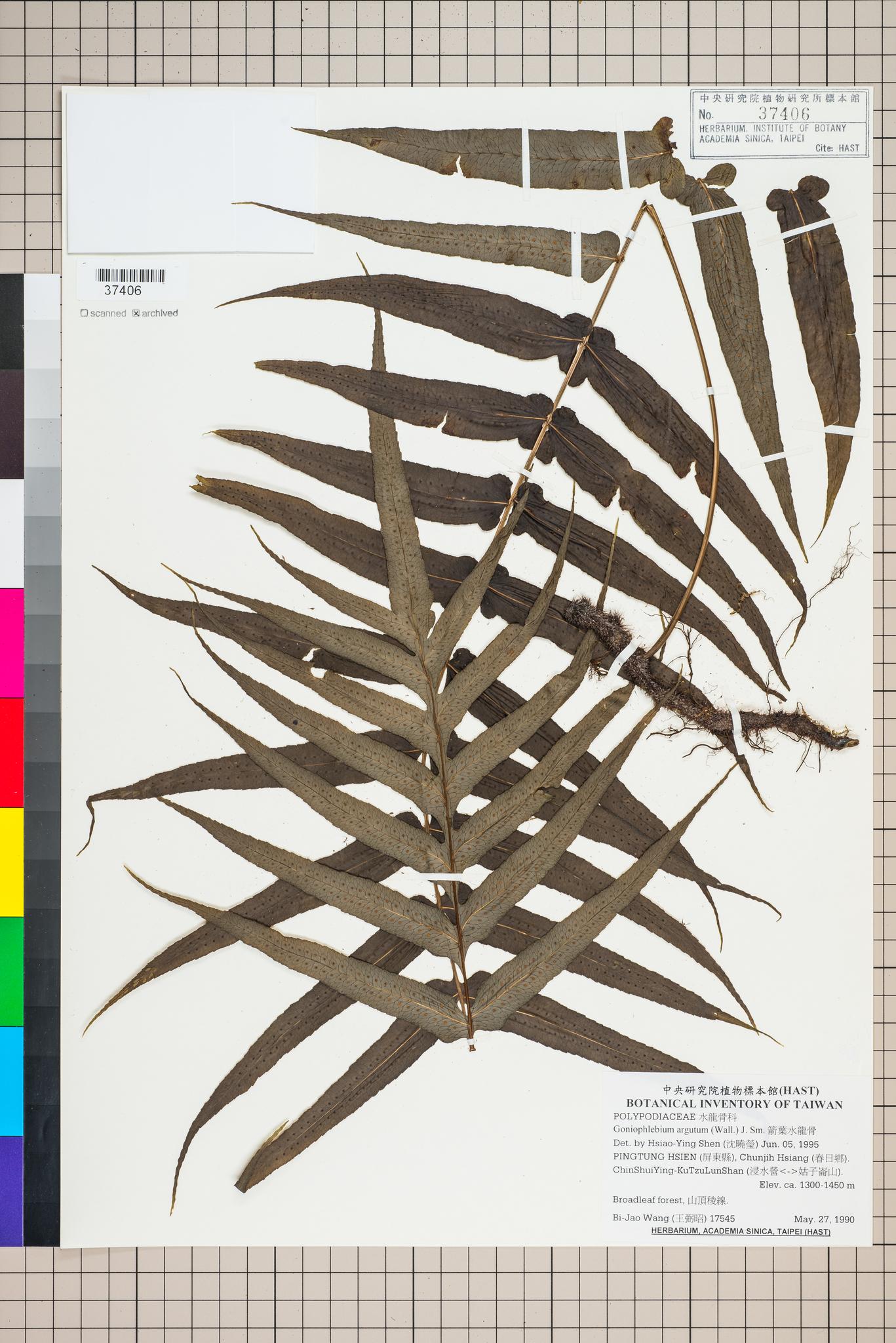 Sample image for viewer