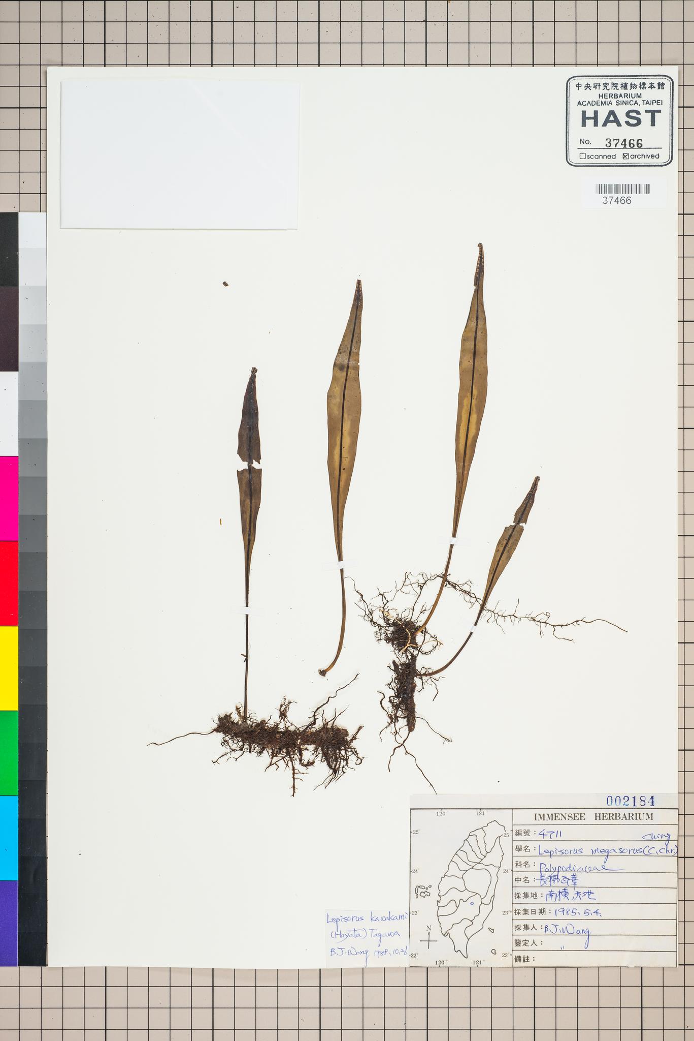 Sample image for viewer