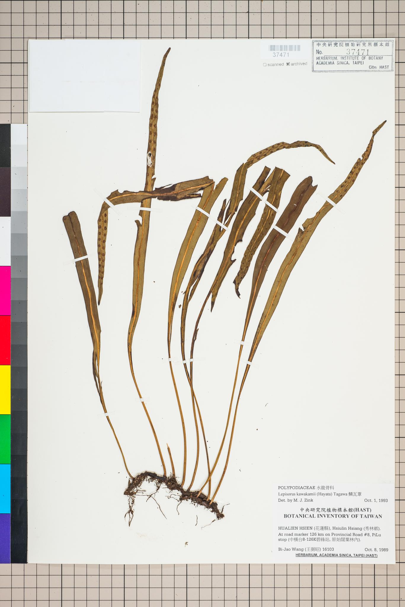 Sample image for viewer