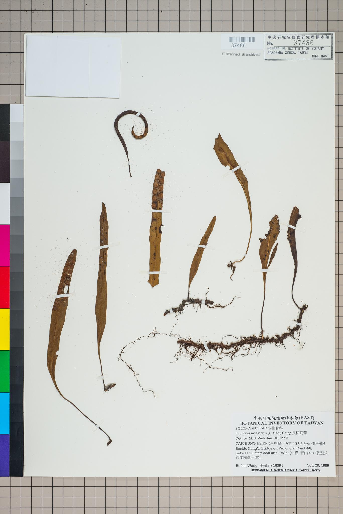 Sample image for viewer