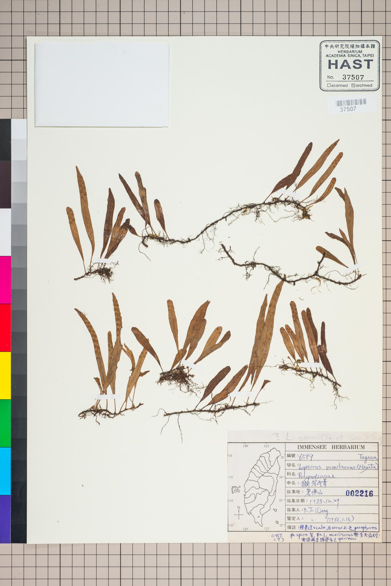 Sample image for viewer