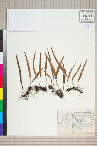 Lepisorus pseudo-ussuriensis Tagawa