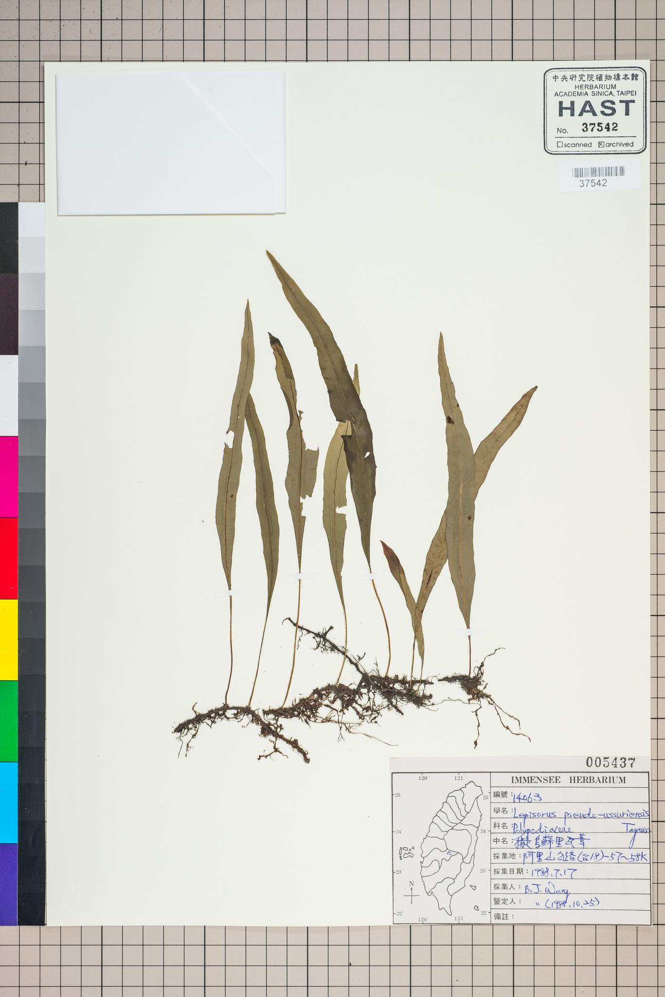 Sample image for viewer