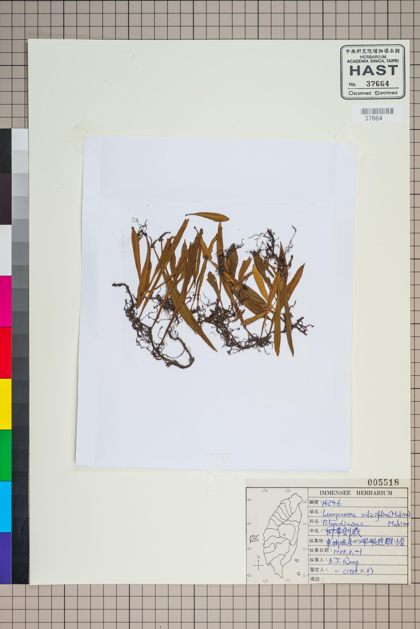 Sample image for viewer