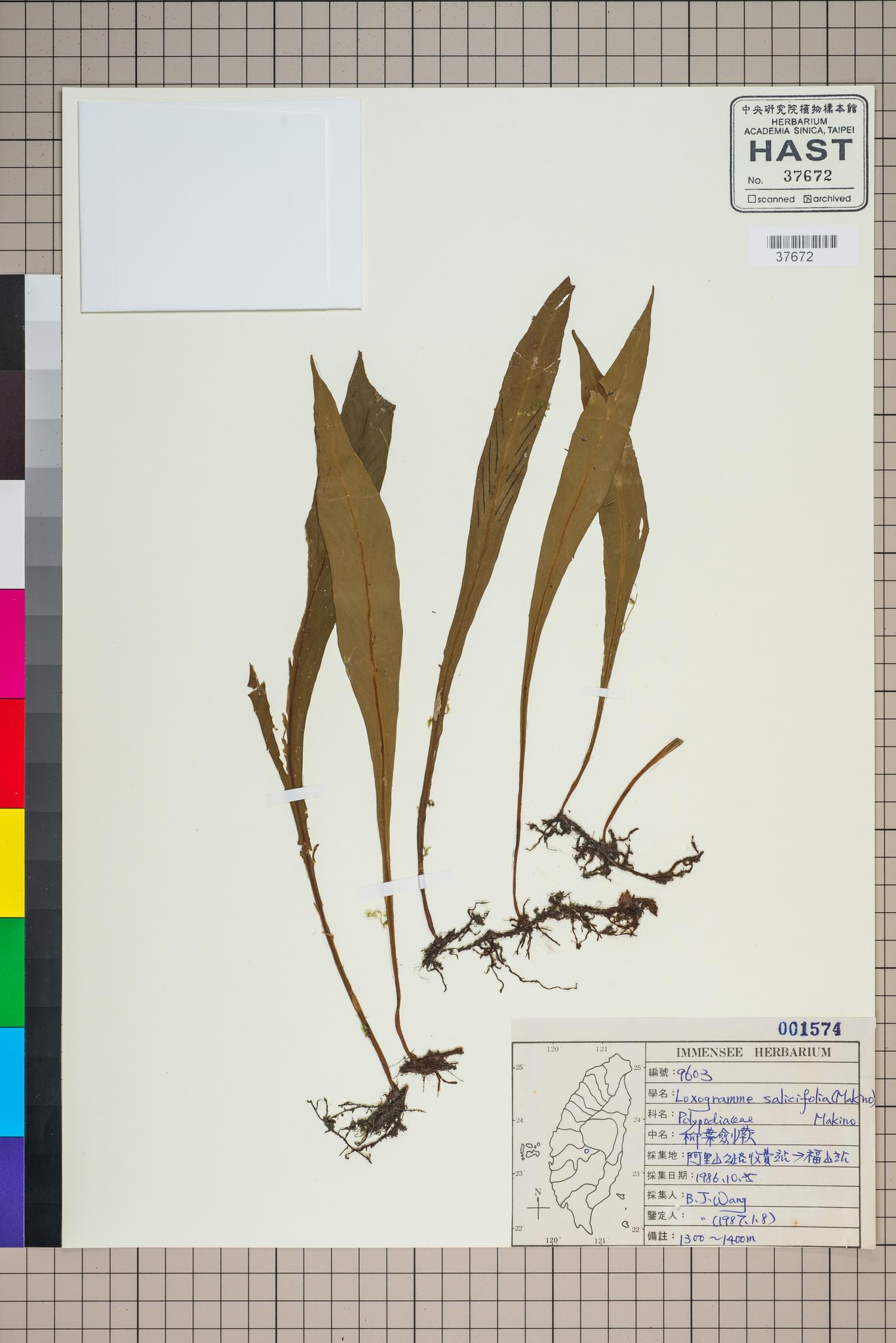 Sample image for viewer