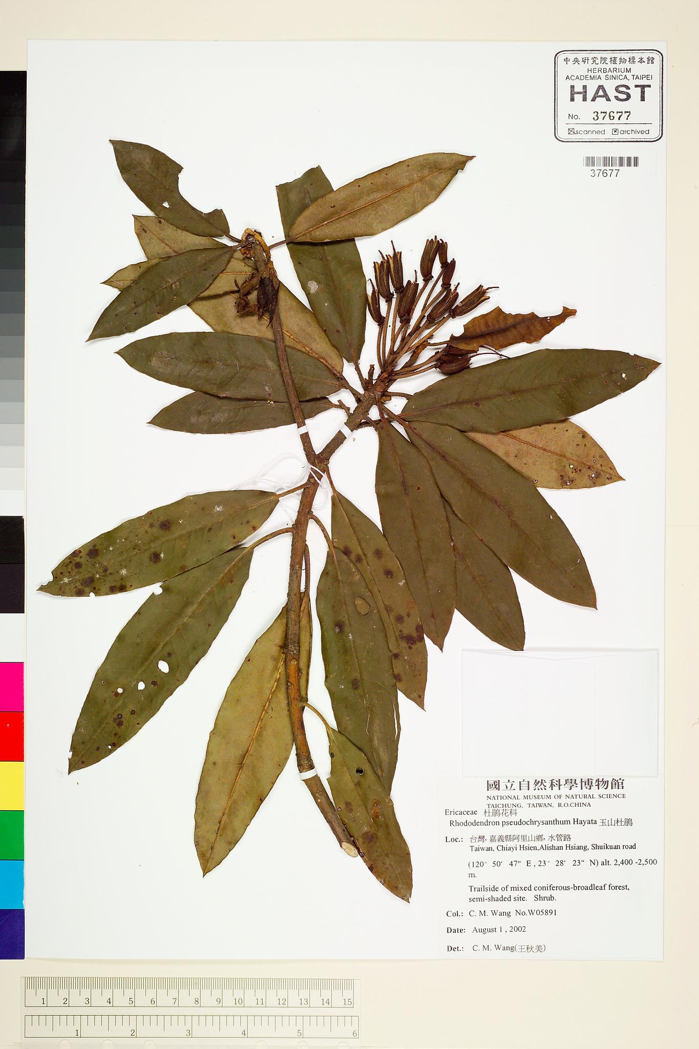 Sample image for viewer