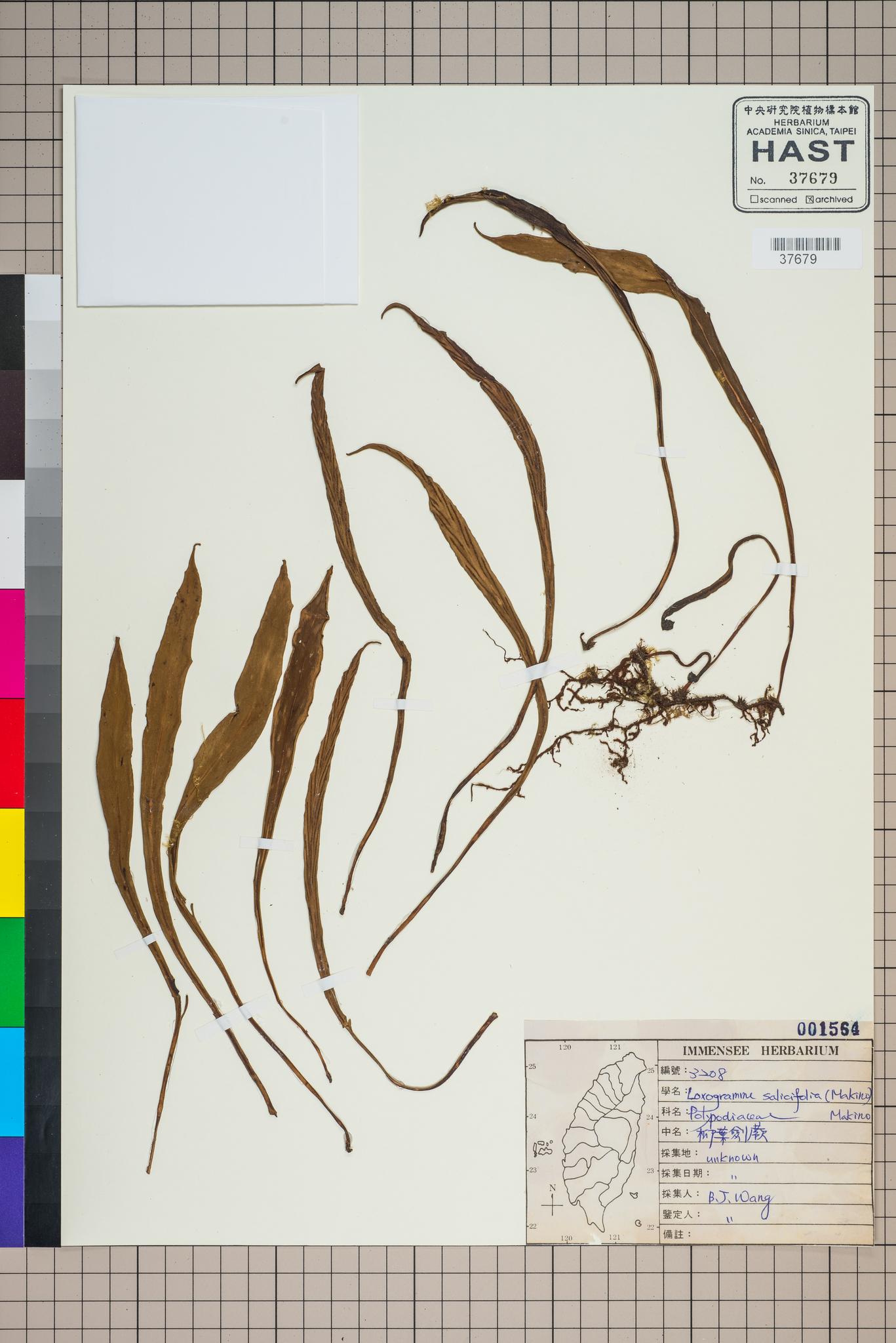 Sample image for viewer