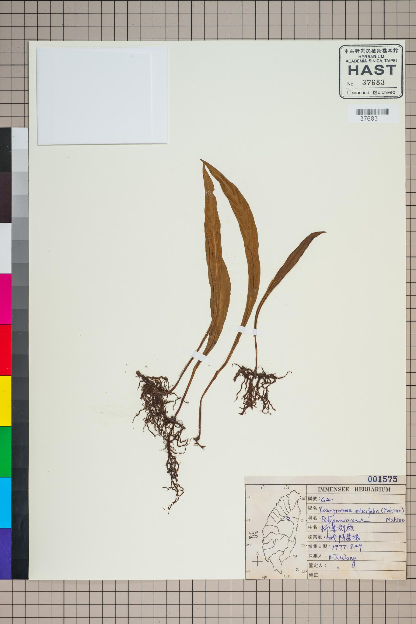 Sample image for viewer