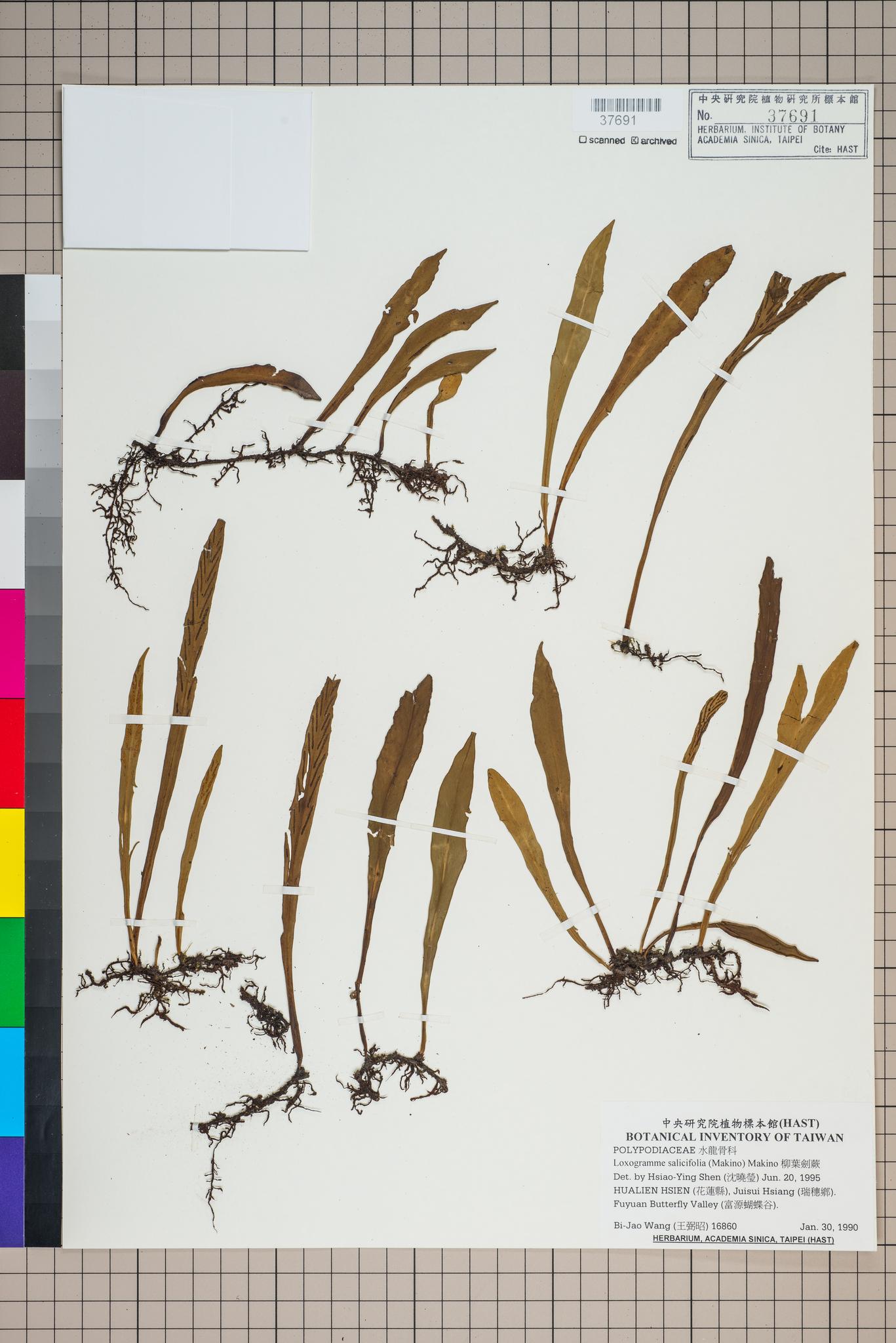 Sample image for viewer