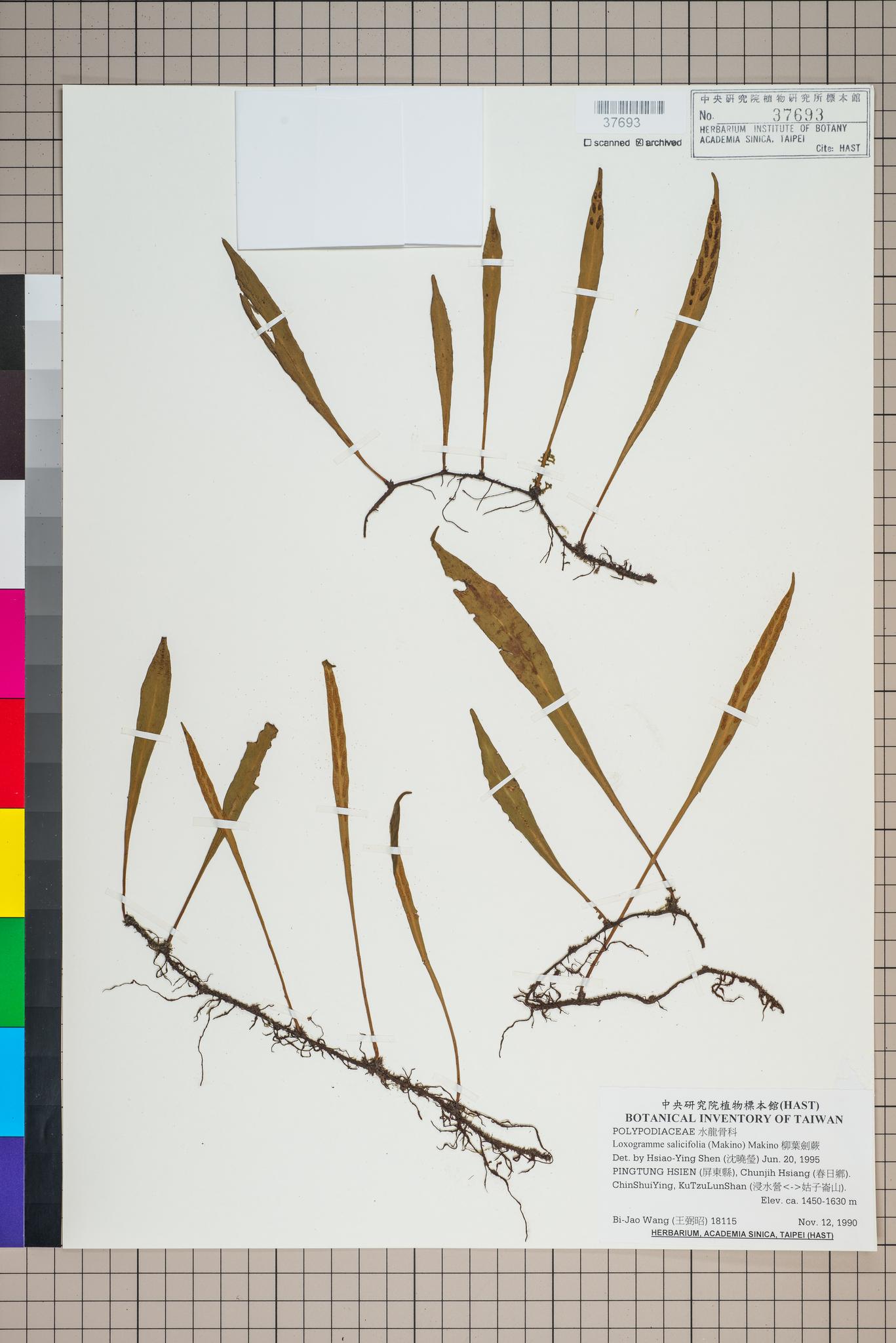 Sample image for viewer