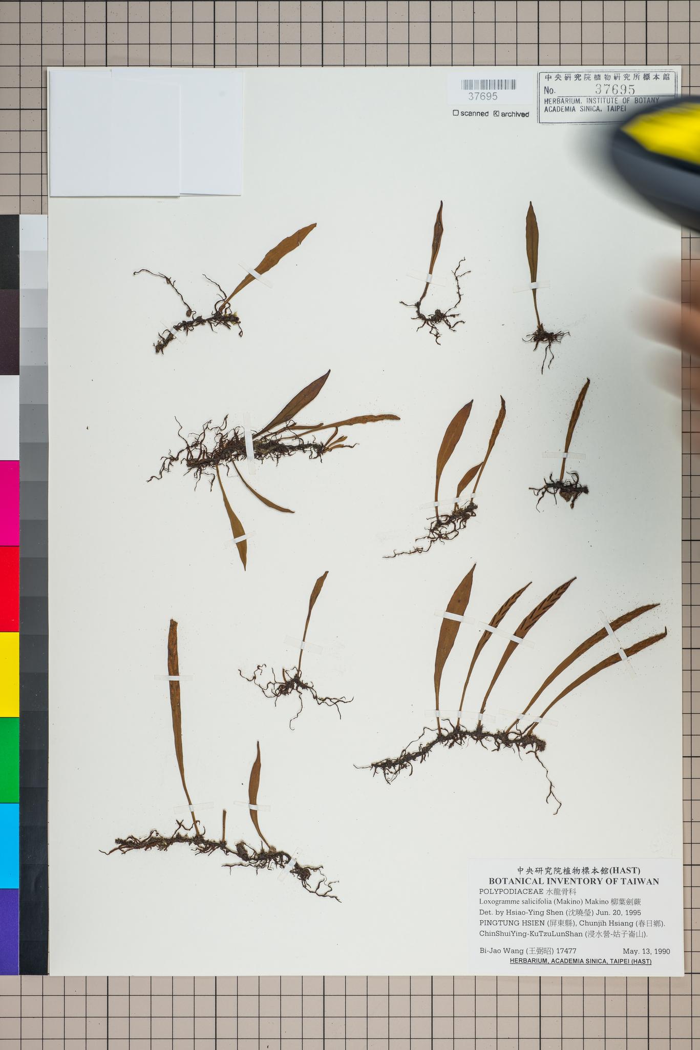 Sample image for viewer