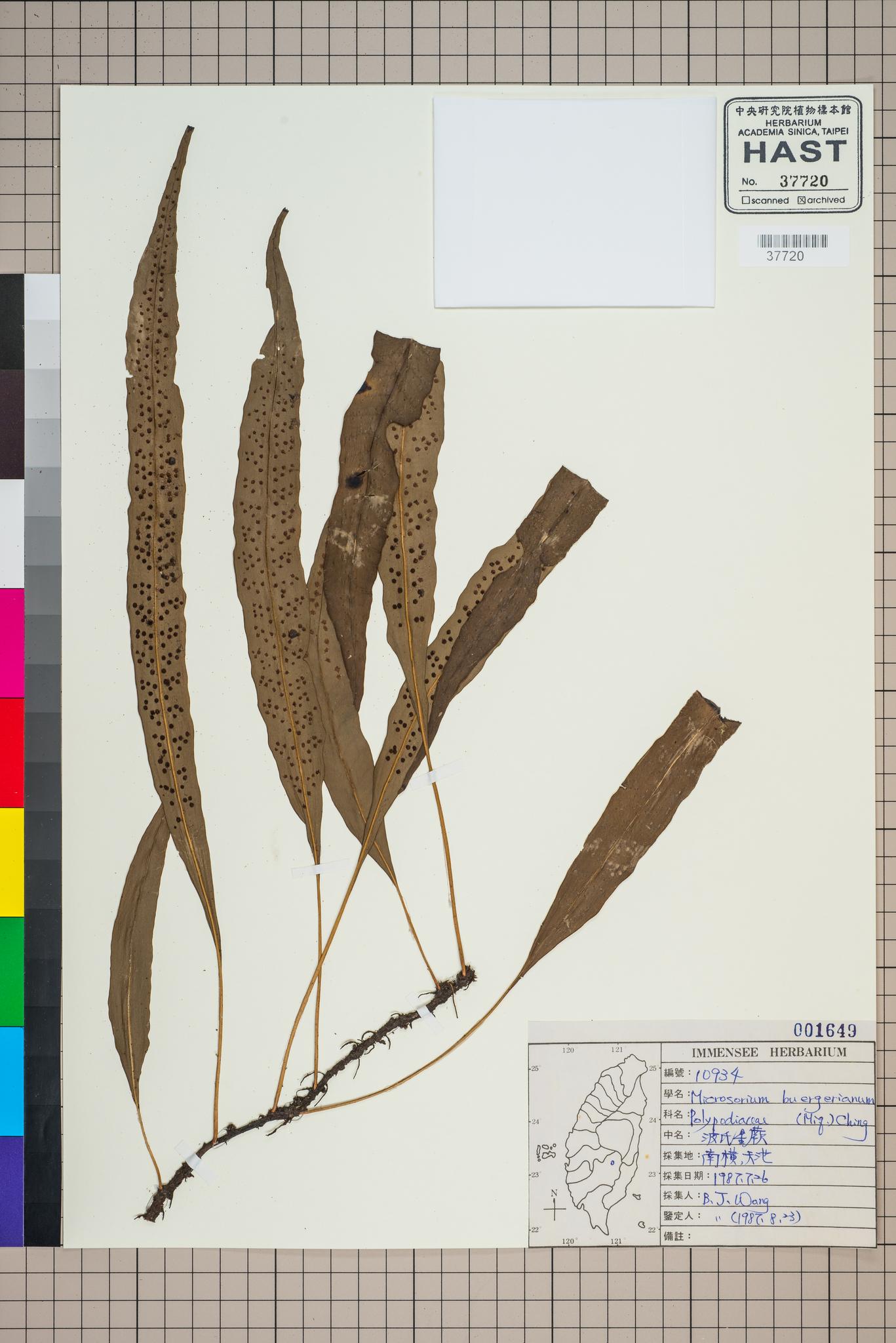 Sample image for viewer