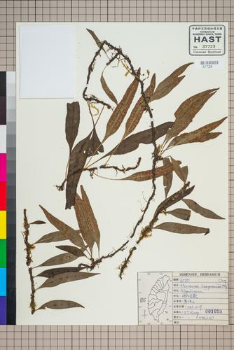 Microsorum buergerianum (Miq.) Ching