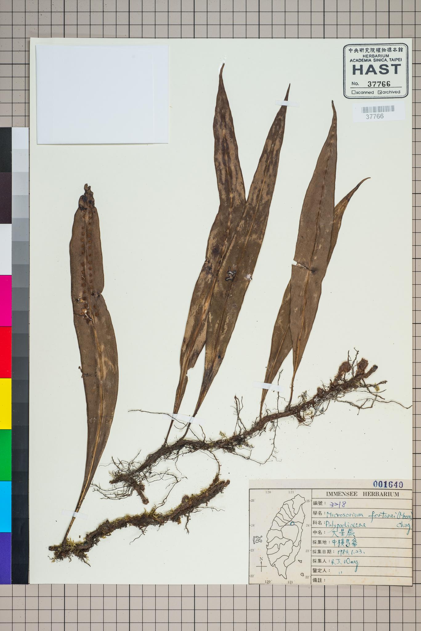 Sample image for viewer