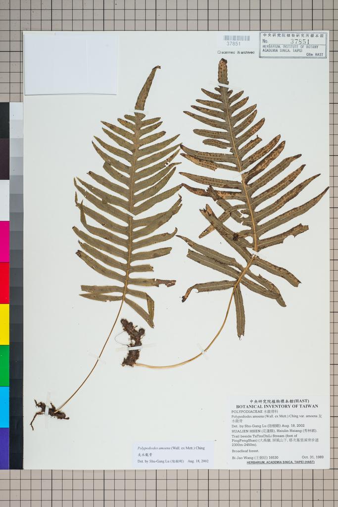 <Unit #91984 Wang, Bi-Jao | 王弼昭 | 16530:: | Polypodiodes amoena (Wall. ex Mett.) Ching var. amoena>
