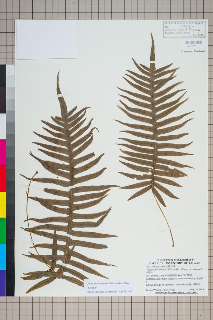 <Unit #91994 Wang, Bi-Jao | 王弼昭 | 15961:: | Polypodiodes amoena (Wall. ex Mett.) Ching var. amoena>