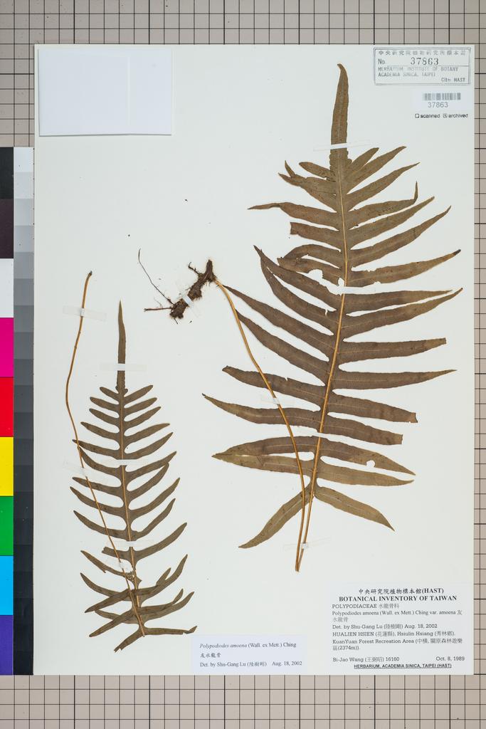 <Unit #91995 Wang, Bi-Jao | 王弼昭 | 16160:: | Polypodiodes amoena (Wall. ex Mett.) Ching var. amoena>