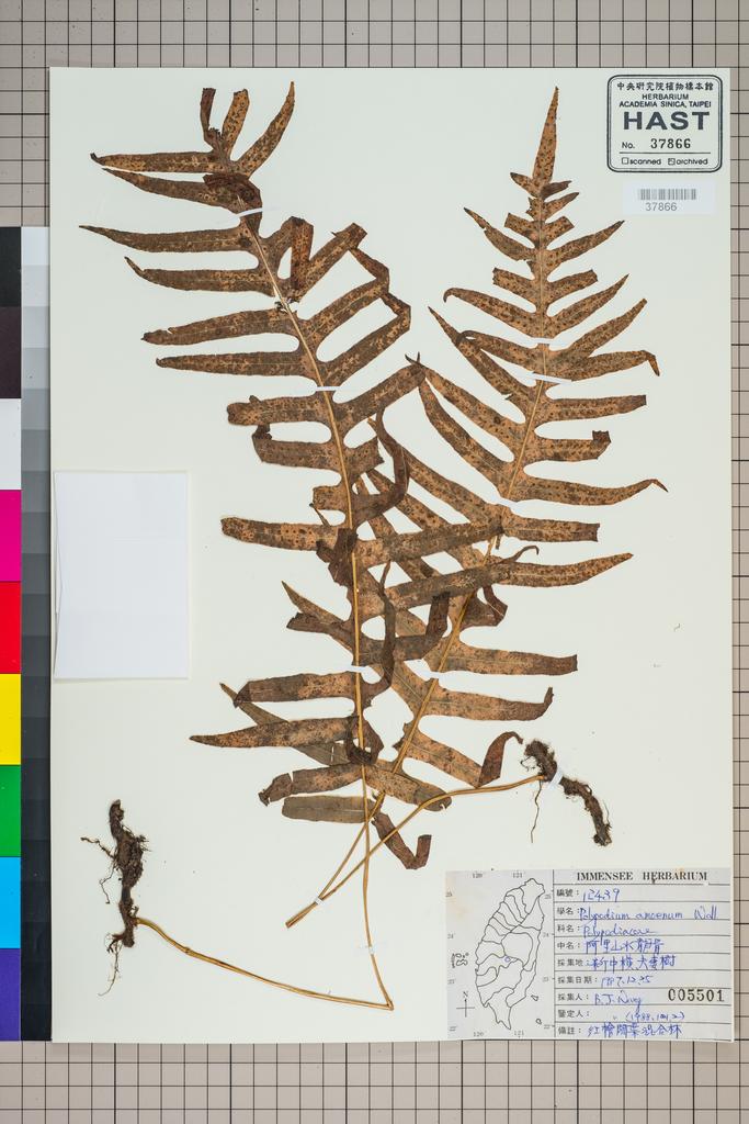 <Unit #92039 Wang, Bi-Jao | 王弼昭 | 12439:: | Polypodium amoenum Wall. ex Mett.>
