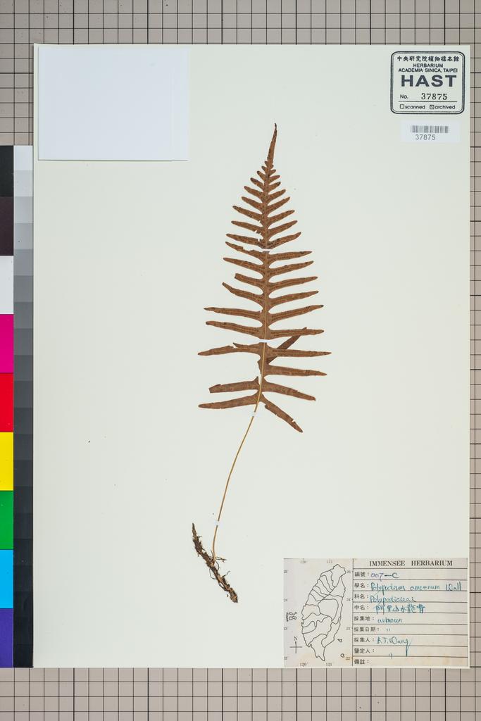 <Unit #92051 Wang, Bi-Jao | 王弼昭 | 007-c:: | Polypodiodes amoena (Wall. ex Mett.) Ching var. amoena>