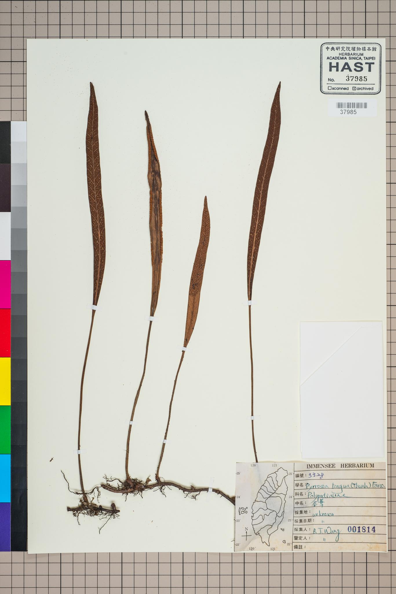 Sample image for viewer