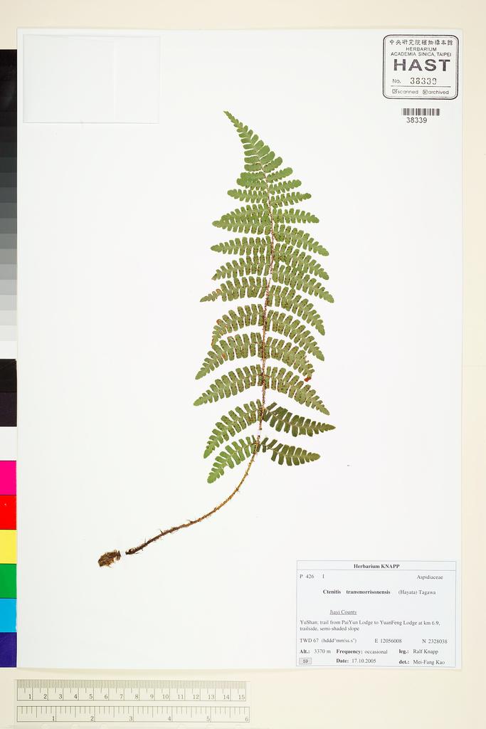 <Unit #67740 Knapp, Ralf | 柯納普 | 2005-10-17 59:: | Ctenitis transmorrisonensis (Hayata) Tagawa>