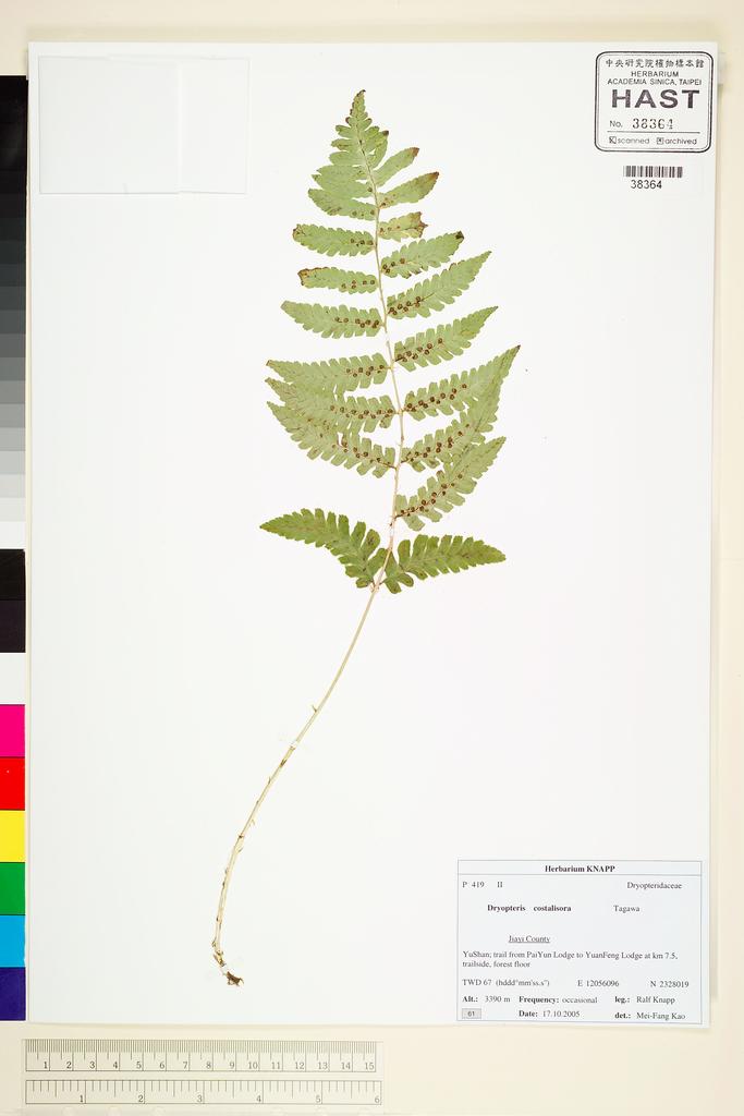 <Unit #67774 Knapp, Ralf | 柯納普 | 2005-10-17 61:: | Dryopteris costalisora Tagawa>