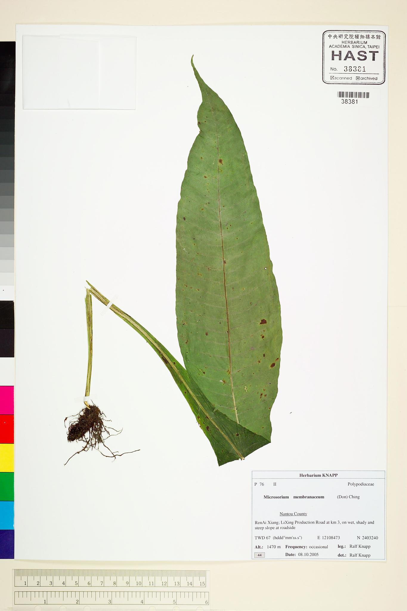 Sample image for viewer