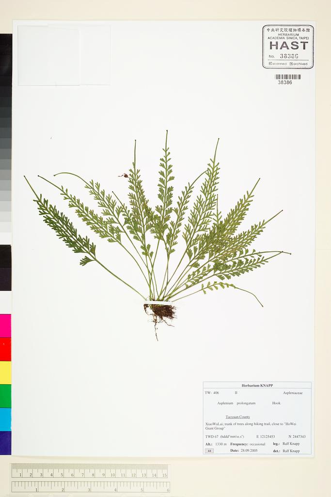 <Unit #67737 Knapp, Ralf | 柯納普 | 2005-9-28 44:: | Asplenium prolongatum Hook.>
