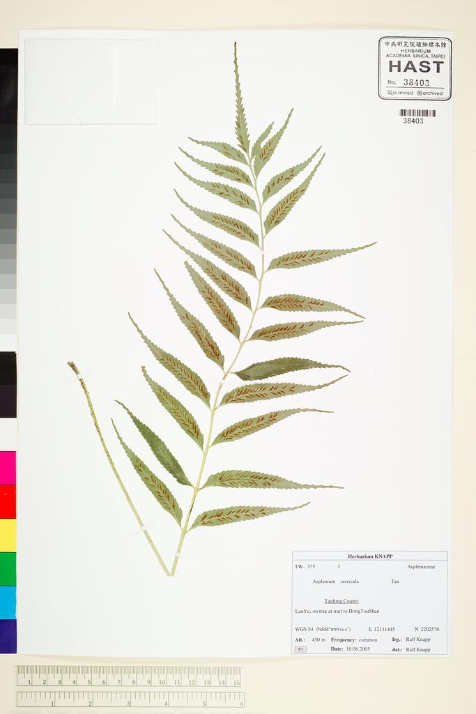 <Unit #67729 Knapp, Ralf | 柯納普 | 2005-8-18 61:: | Asplenium serricula Fée>