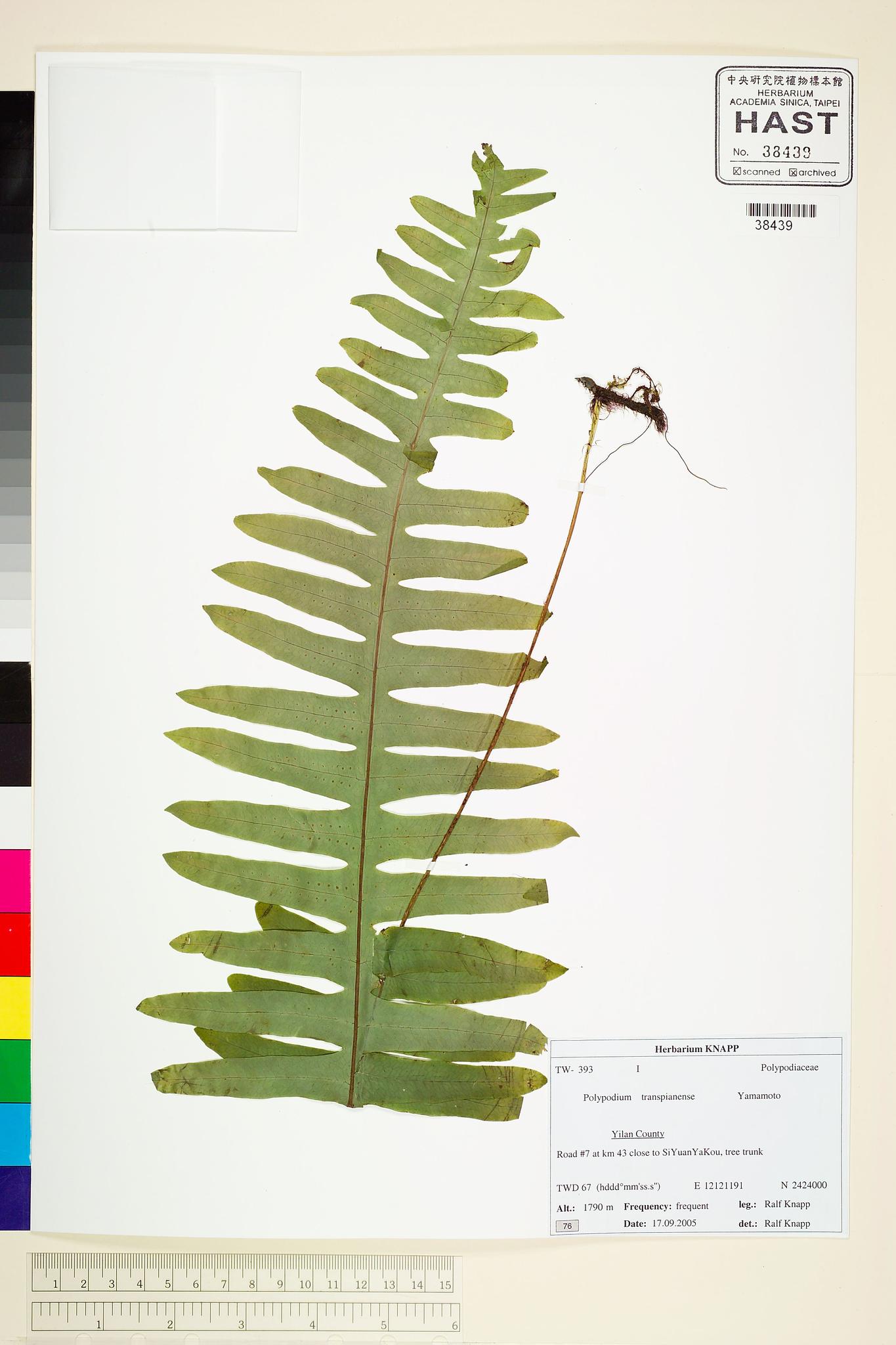 Sample image for viewer